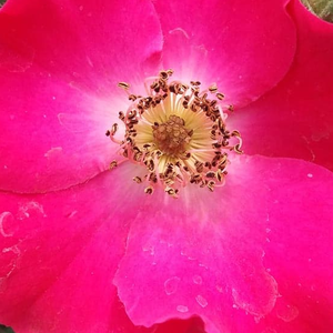 Vrtnice v spletni trgovini - Vrtnice Floribunda - roza - Rosa Buisman's Glory - Zmerno intenzivni vonj vrtnice - G. A. H. Buisman - Njeni edinstveni, bledo vijolični preprosti cvetovi so lahko lep element na vrtu.